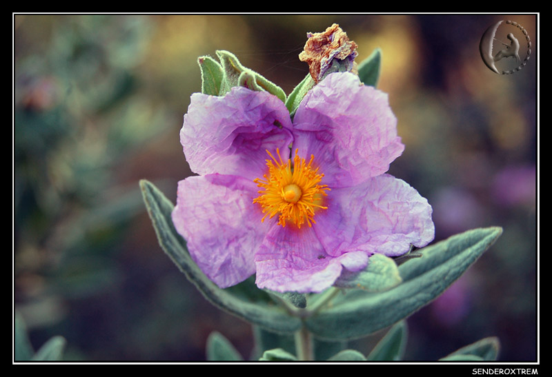 flores del mundo